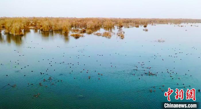 新疆羅布淖爾國(guó)家濕地公園迎來大批候鳥西寧污水處理公司