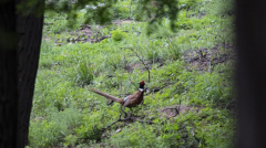山西精衛(wèi)湖國(guó)家濕地公園生態(tài)環(huán)境改善 成鳥類棲息樂園青海防洪評(píng)價(jià)